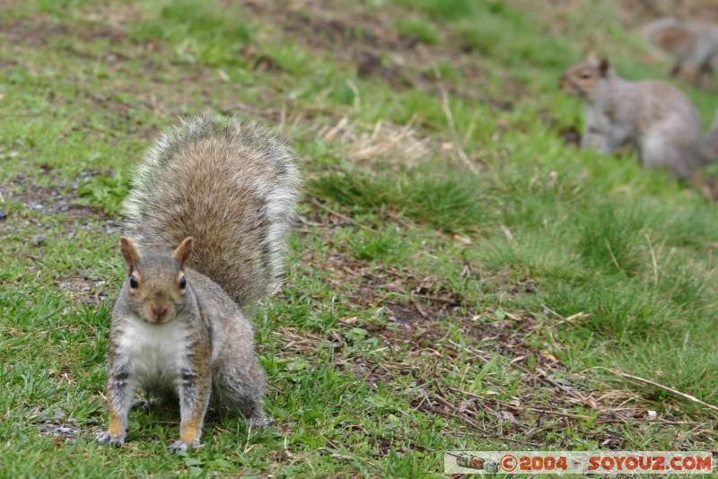 Les écureuils du Mont Royal
