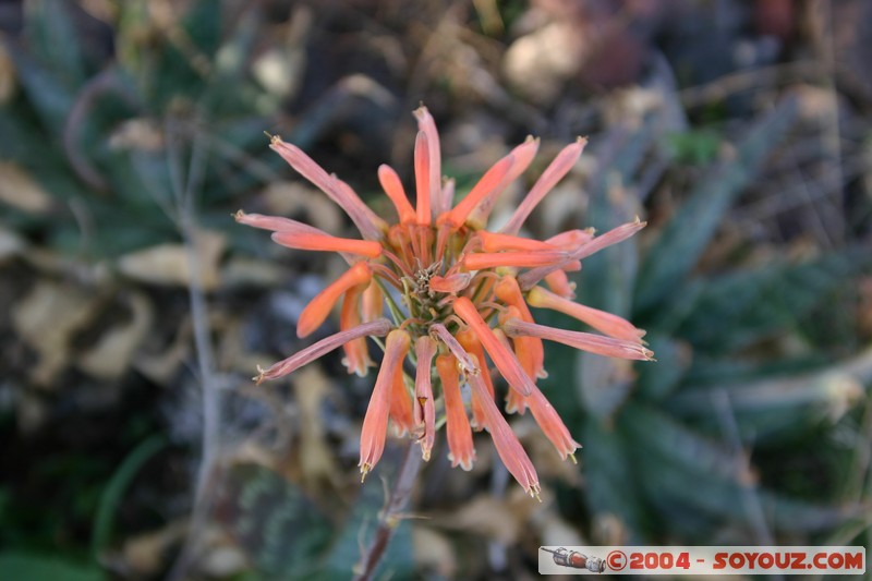 Teotihuacan
Mots-clés: Ruines patrimoine unesco fleur