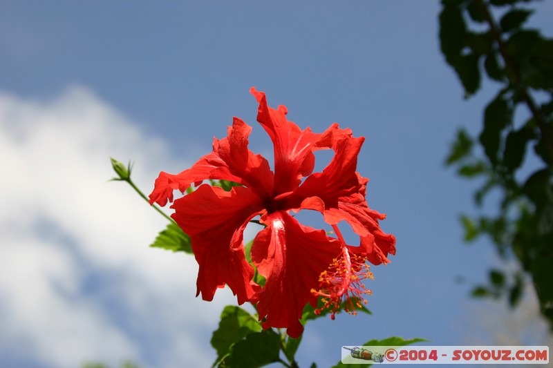 El Tajin - Fleur
Mots-clés: Ruines patrimoine unesco fleur