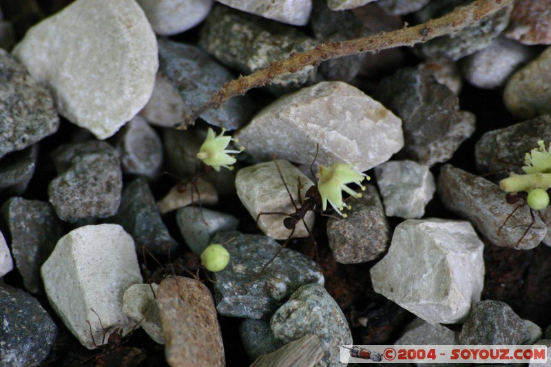 Palenque - Fourmis
Mots-clés: Ruines patrimoine unesco animals Fourmis