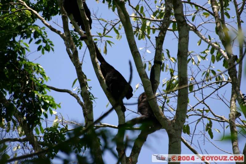 Yaxchilan - singes
Mots-clés: animals singes