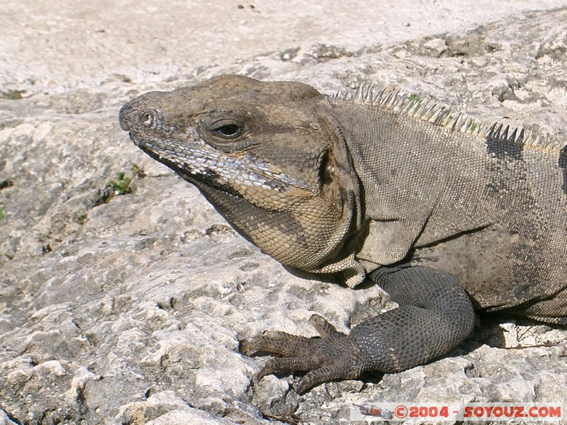 Iguane
Mots-clés: animals Iguane