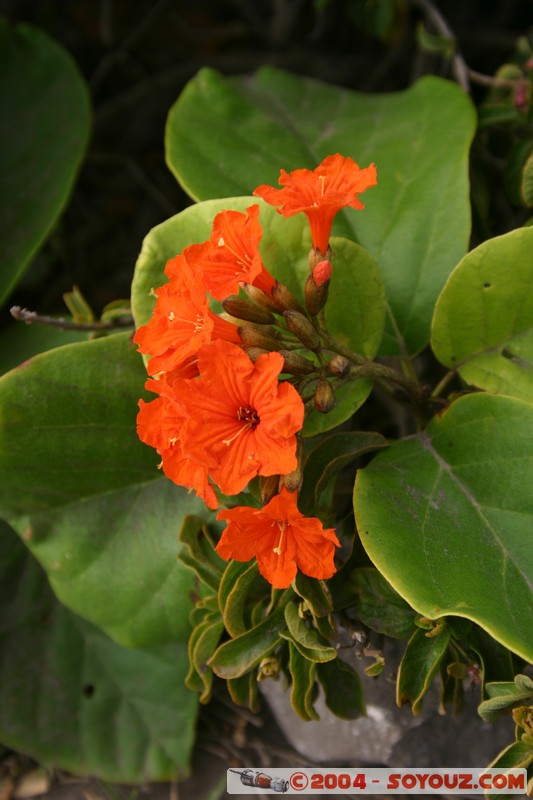 Tulum
Mots-clés: Ruines fleur