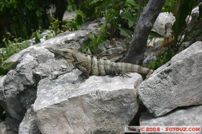 Plage de Tulum - Iguane
Mots-clés: animals Iguane