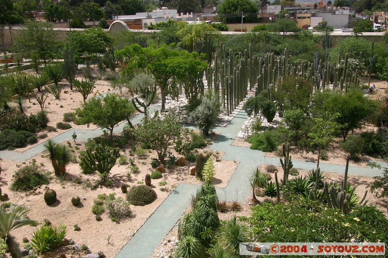 Oaxaca - Iglesia e convento Santo Domingo - Jardin
