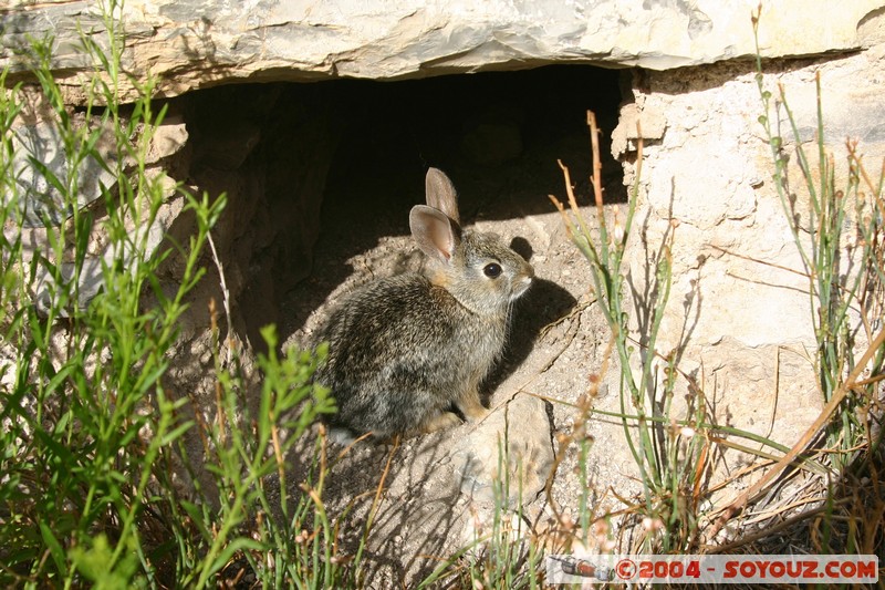 Real de Catorce - Pueblo fantasma - Lapin
Mots-clés: animals Lapin