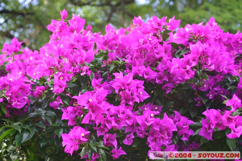 Queretaro
Mots-clés: fleur