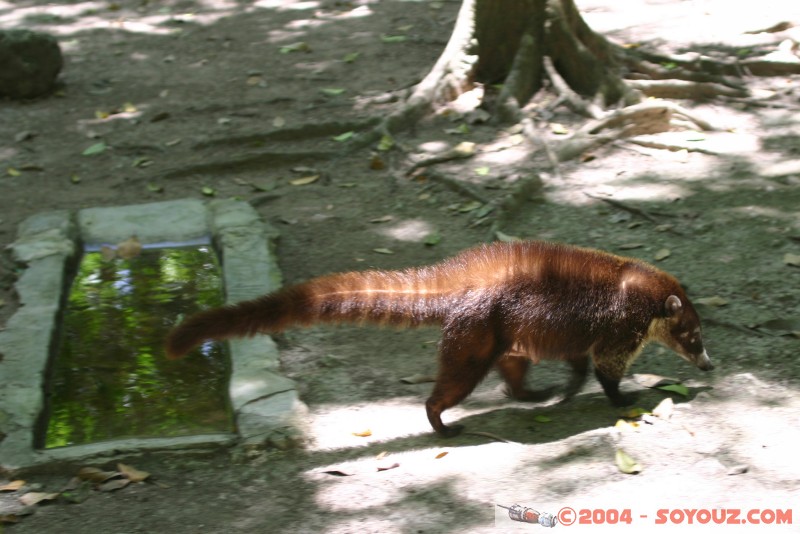 Coatis
