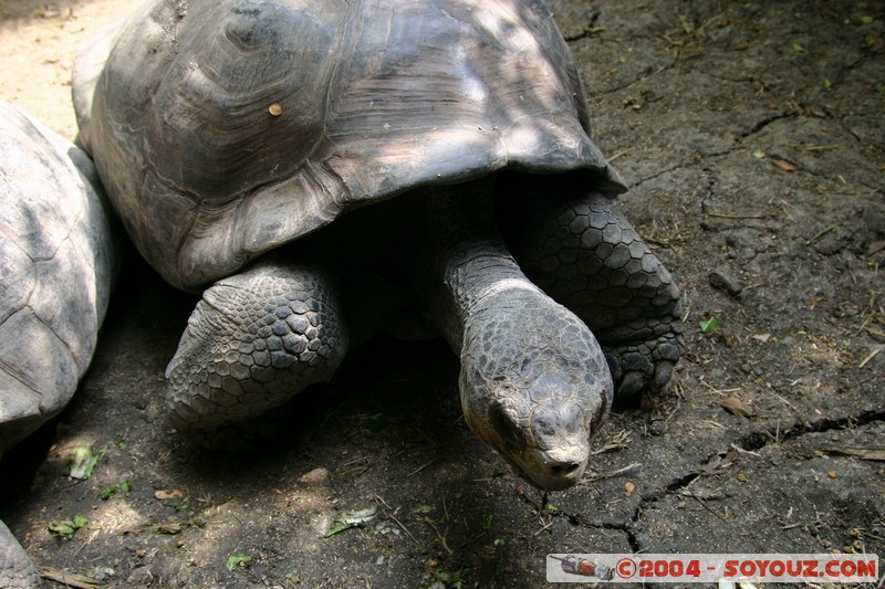 Tortuga Gigante de Galapagos
Mots-clés: Ecuador animals Tortue