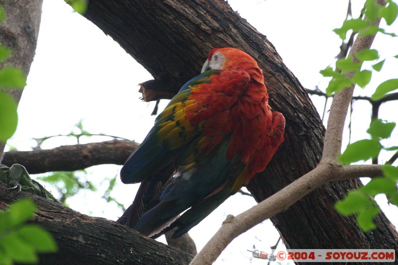 Papagayo Escarlata
Mots-clés: Ecuador animals oiseau perroquet