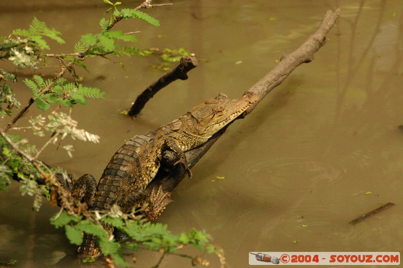 Caiman Enano
Mots-clés: Ecuador animals crocodile