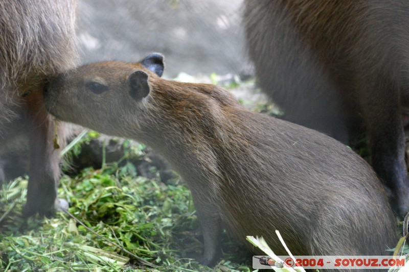 Capibara
Mots-clés: Ecuador animals capybara