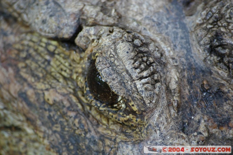 Caiman de Anteojos
Mots-clés: Ecuador animals crocodile
