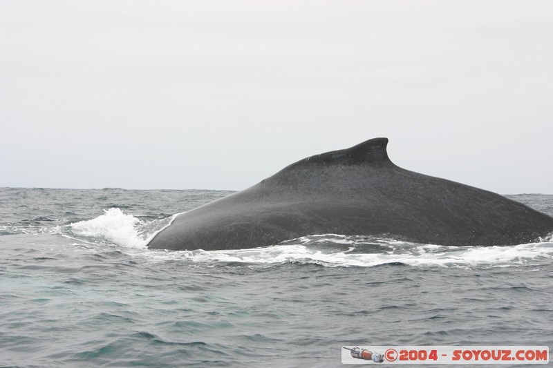 Parque Nacional Machalilla - Baleine de Humpback
Mots-clés: Ecuador animals Baleine Baleine de Humpback