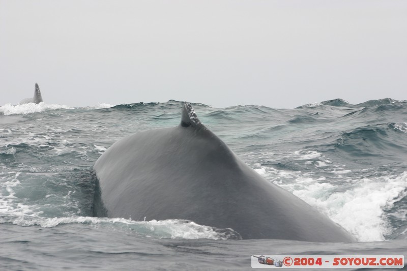 Parque Nacional Machalilla - Baleine de Humpback
Mots-clés: Ecuador animals Baleine Baleine de Humpback