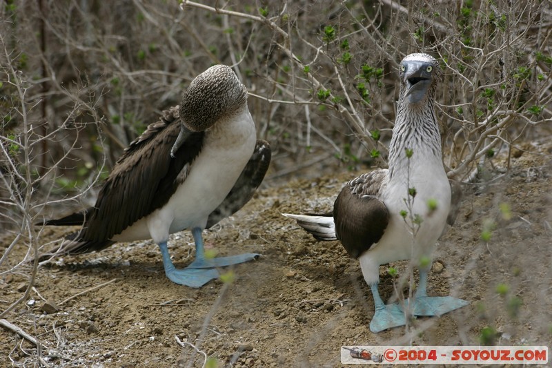 Isla de La Plata - Piquero Camanay (Fou a pieds bleus)
Mots-clés: Ecuador animals oiseau Piquero Camanay