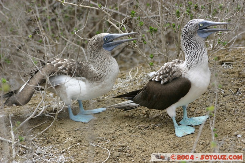 Isla de La Plata - Piquero Camanay (Fou a pieds bleus)
Mots-clés: Ecuador animals oiseau Piquero Camanay