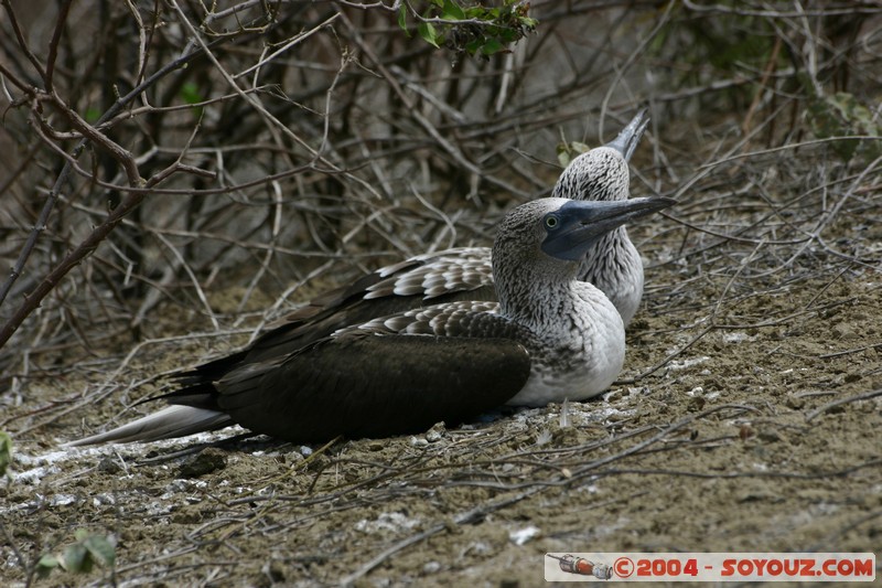 Isla de La Plata - Piquero Camanay (Fou a pieds bleus)
Mots-clés: Ecuador animals oiseau Piquero Camanay