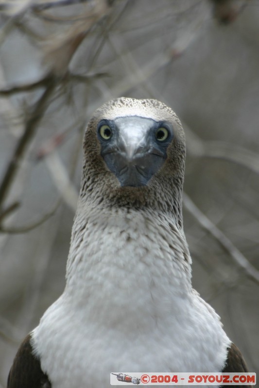 Isla de La Plata - Piquero Camanay (Fou a pieds bleus)
Mots-clés: Ecuador animals oiseau Piquero Camanay