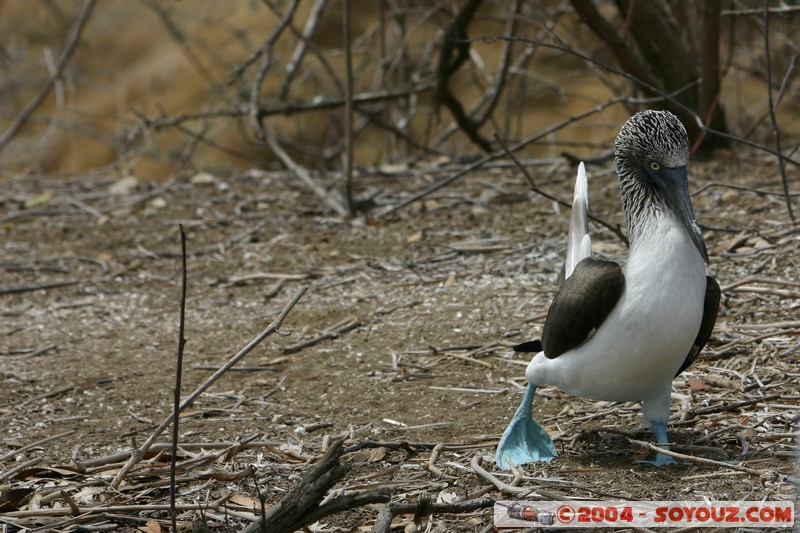Isla de La Plata - Piquero Camanay (Fou a pieds bleus)
Mots-clés: Ecuador animals oiseau Piquero Camanay
