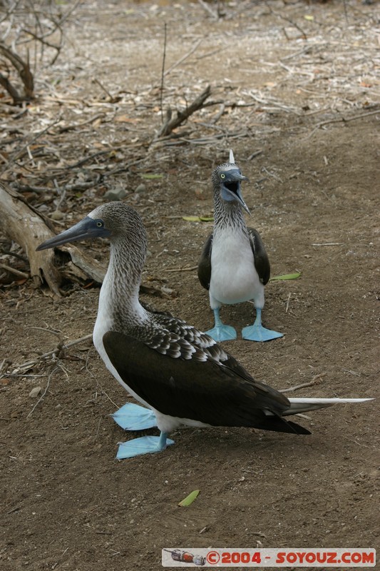 Isla de La Plata - Piquero Camanay (Fou a pieds bleus)
Mots-clés: Ecuador animals oiseau Piquero Camanay