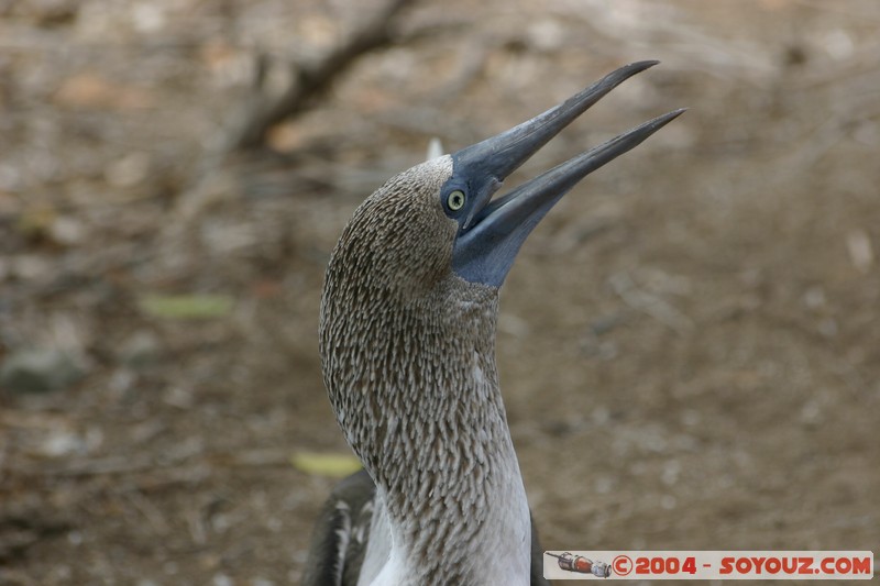 Isla de La Plata - Piquero Camanay (Fou a pieds bleus)
Mots-clés: Ecuador animals oiseau Piquero Camanay