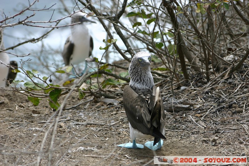 Isla de La Plata - Piquero Camanay (Fou a pieds bleus)
Mots-clés: Ecuador animals oiseau Piquero Camanay