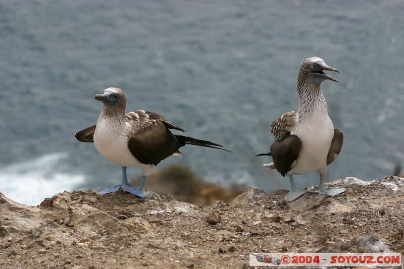 Isla de La Plata - Piquero Camanay (Fou a pieds bleus)
Mots-clés: Ecuador animals oiseau Piquero Camanay