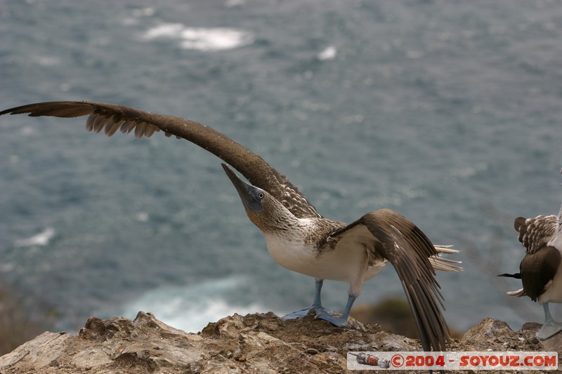 Isla de La Plata - Piquero Camanay (Fou a pieds bleus)
Mots-clés: Ecuador animals oiseau Piquero Camanay
