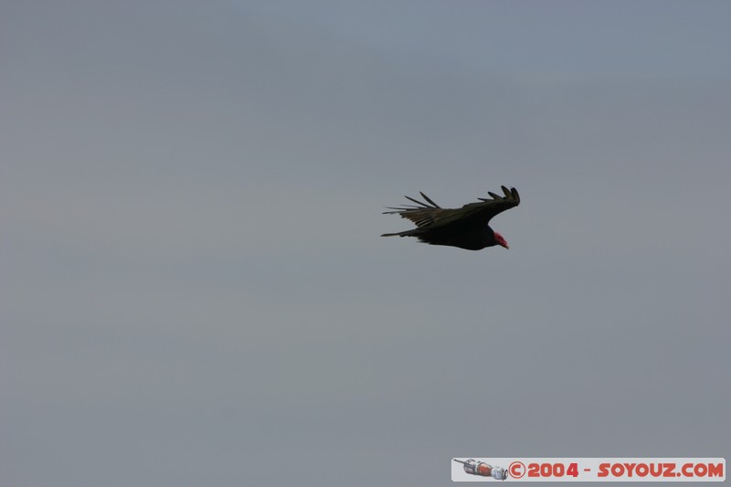 Isla de La Plata
Mots-clés: Ecuador