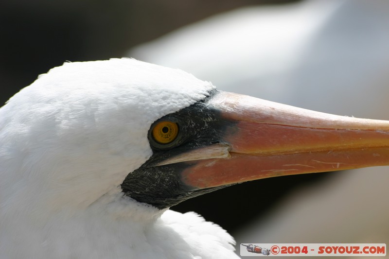 Isla de La Plata - Piquero de nazca (Fou masque)
Mots-clés: Ecuador oiseau Piquero de nazca