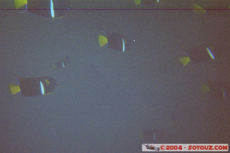  Parque Nacional Machalilla - vue sous marine
Mots-clés: Ecuador animals Poissons