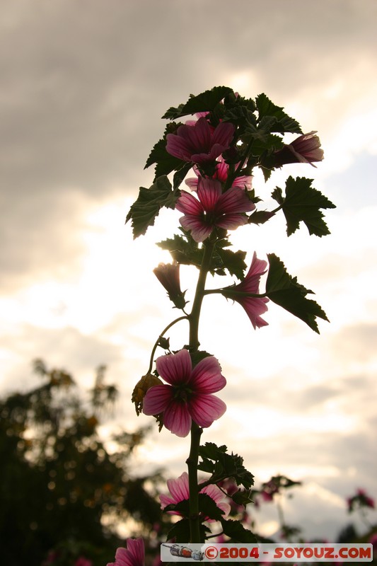 Cuenca - Pumapungo
Mots-clés: Ecuador fleur