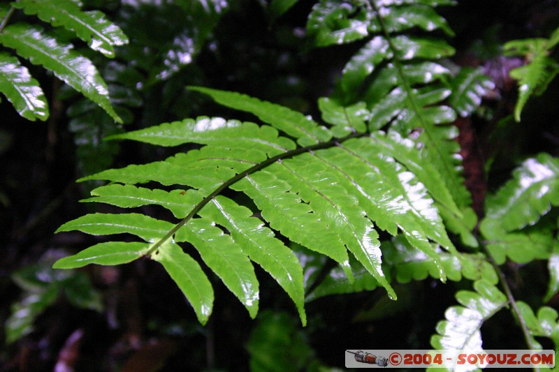 Jungle Trek
Mots-clés: Ecuador plante