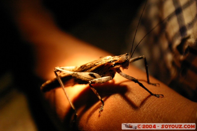 Jungle Trek - Sauterelle
Mots-clés: Ecuador Nuit animals Insecte Sauterelle