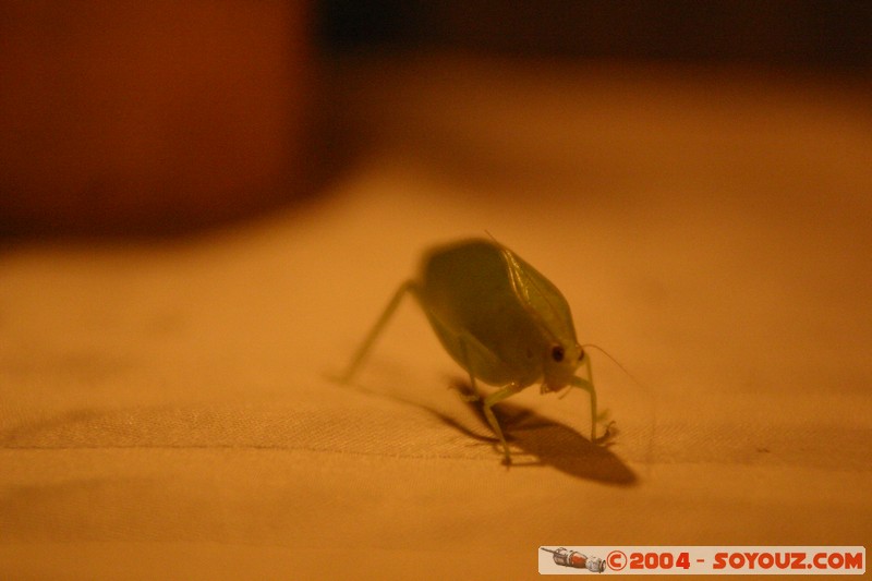Jungle Trek - Sauterelle
Mots-clés: Ecuador Nuit animals Insecte Sauterelle