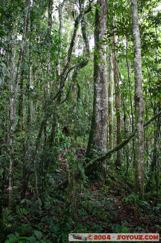 Jungle Trek
Mots-clés: Ecuador Arbres