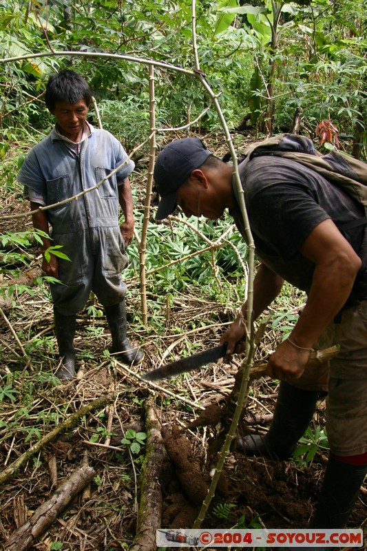Jungle Trek - Recolte de la racine de Yuca (manioc)
Mots-clés: Ecuador