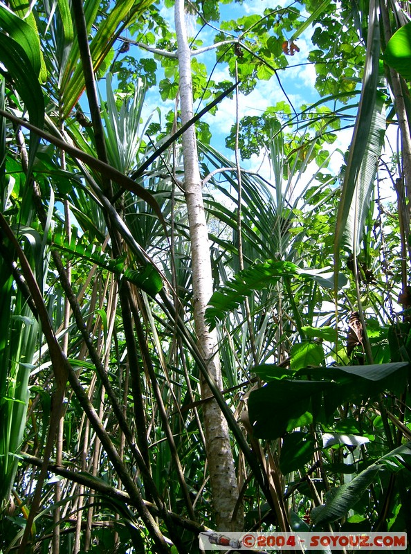 Rio Napo - Construction d'un radeau en balsa
Mots-clés: Ecuador Riviere bateau