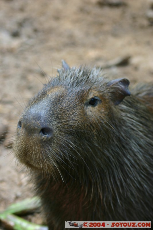 Fundacion Jatun Sacha - Capibara
Mots-clés: Ecuador Riviere capybara animals