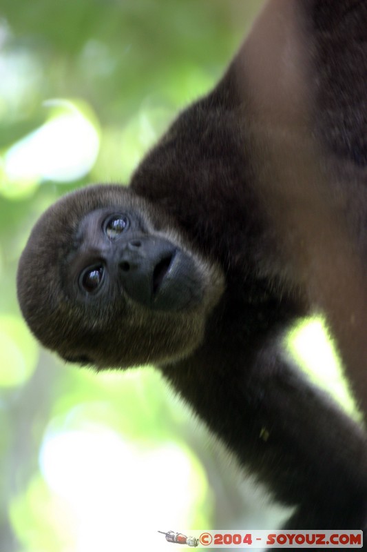 Fundacion Jatun Sacha - Mono Lanudo de Poppig
Mots-clés: Ecuador Riviere animals Mono Lanudo de Poppig singes