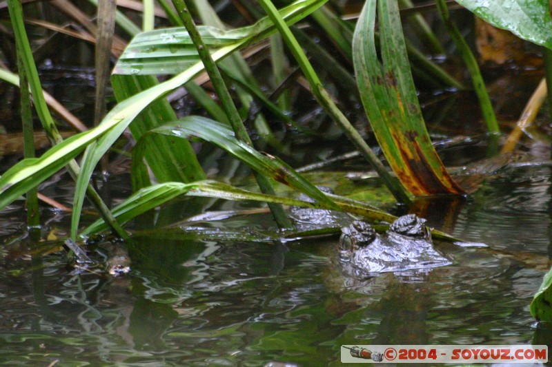 Rio Napo - Crocodile
Mots-clés: Ecuador Riviere animals crocodile