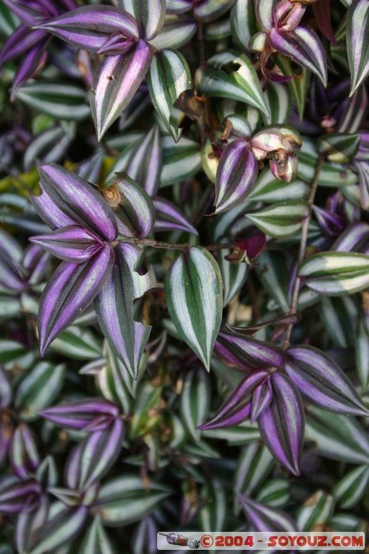 Tena - Parque Amazonico
Mots-clés: Ecuador fleur