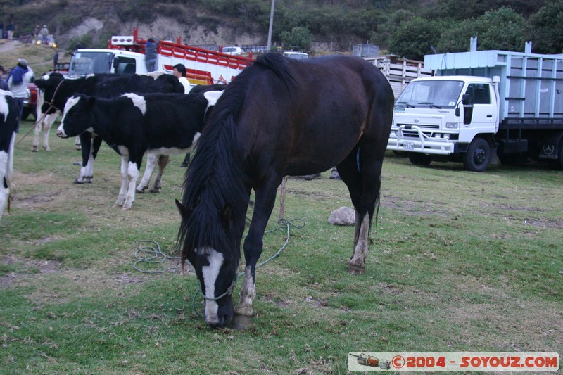 Otavalo - Marche aux bestiaux
Mots-clés: Ecuador Marche animals cheval vaches
