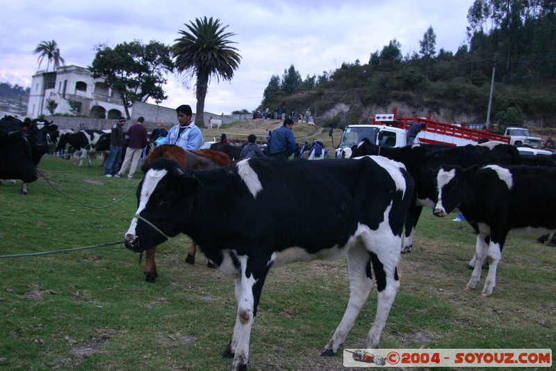 Otavalo - Marche aux bestiaux
Mots-clés: Ecuador Marche animals vaches