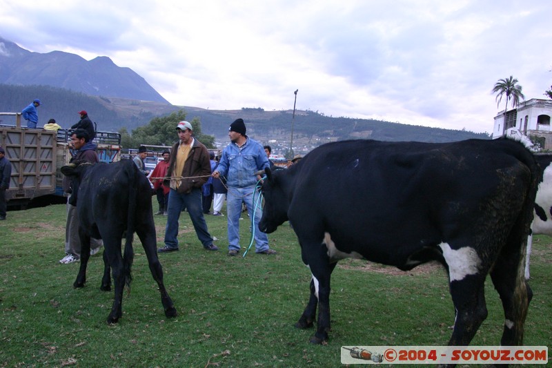 Otavalo - Marche aux bestiaux
Mots-clés: Ecuador Marche animals vaches