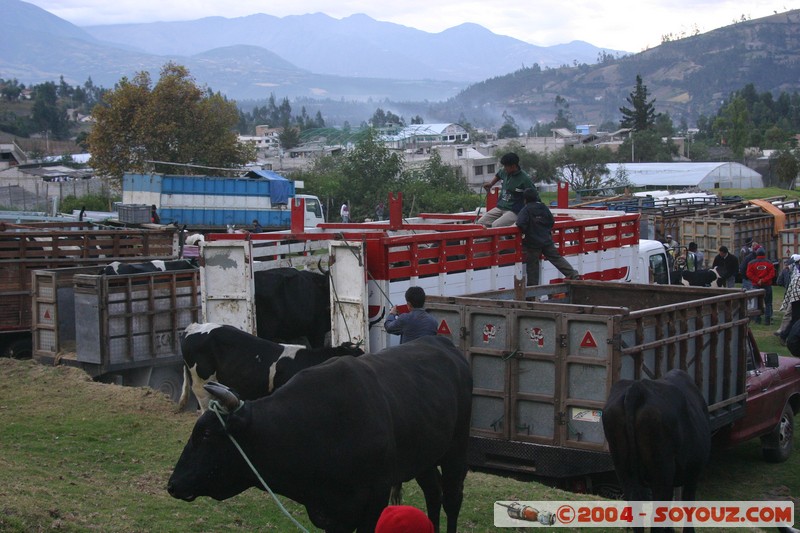 Otavalo - Marche aux bestiaux
Mots-clés: Ecuador Marche animals vaches
