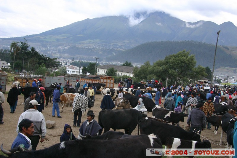 Otavalo - Marche aux bestiaux
Mots-clés: Ecuador Marche animals vaches