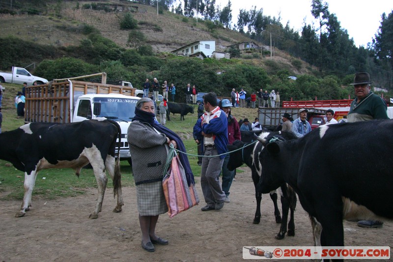 Otavalo - Marche aux bestiaux
Mots-clés: Ecuador Marche animals vaches