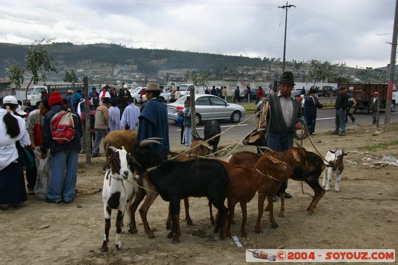Otavalo - Marche aux bestiaux
Mots-clés: Ecuador Marche animals chevre personnes